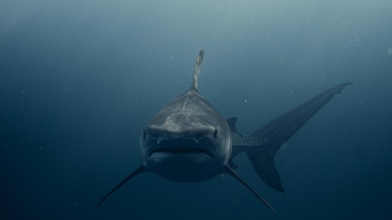 Teenage Girl Killed by Shark at Woorim Beach, Australia