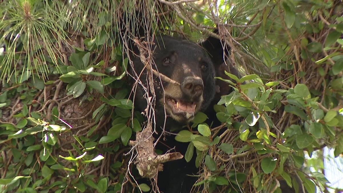 Florida Bear Hunt Plan Sparks Public Outcry