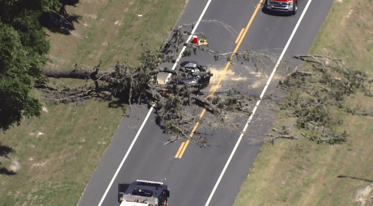 Falling Tree Kills Driver in Central Florida