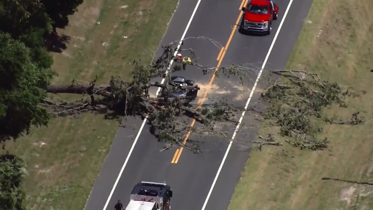 Driver Killed After Tree Falls on Car in Central Florida