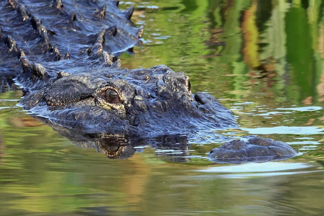 Alligator Alcatraz Sparks Safety Debate in Florida Everglades