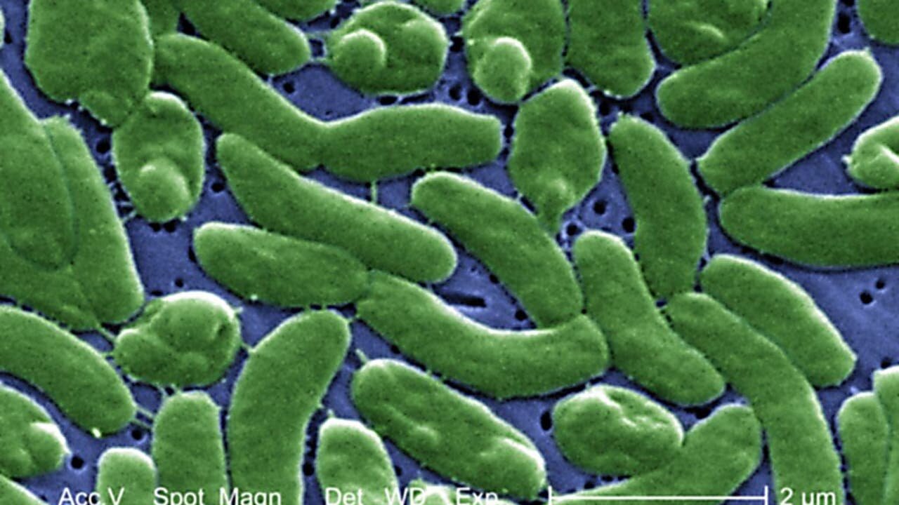 Florida Reports 13 Cases of Flesh-Eating Bacteria So Far This Year