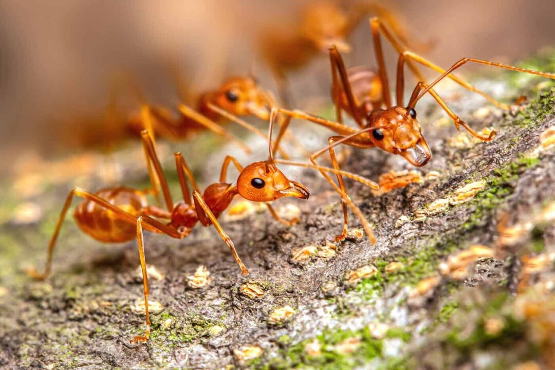 Global Warming Spurs Surge in Florida Fire Ant Infestations
