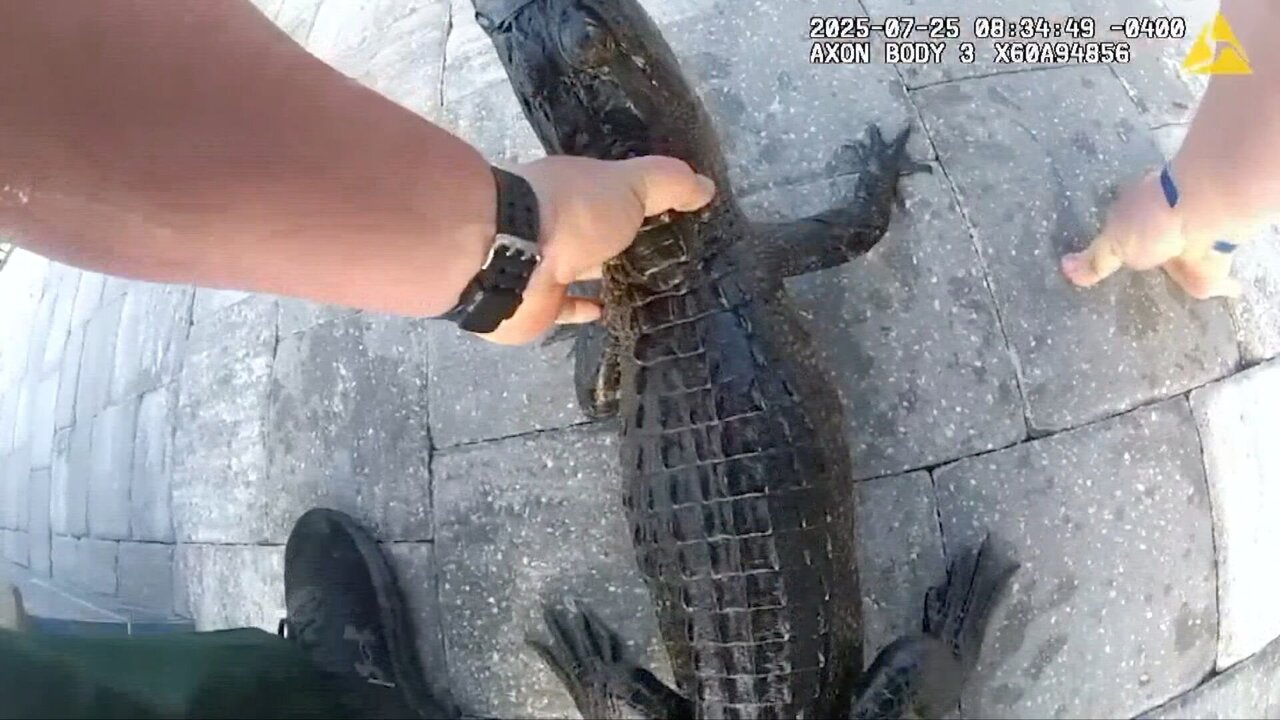 Florida Deputy Pulls Alligator From Pool With Bare Hands