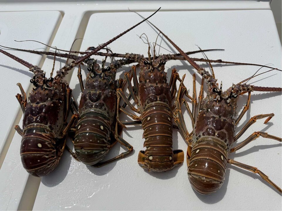 Two Dead During Florida Keys Lobster Mini-Season
