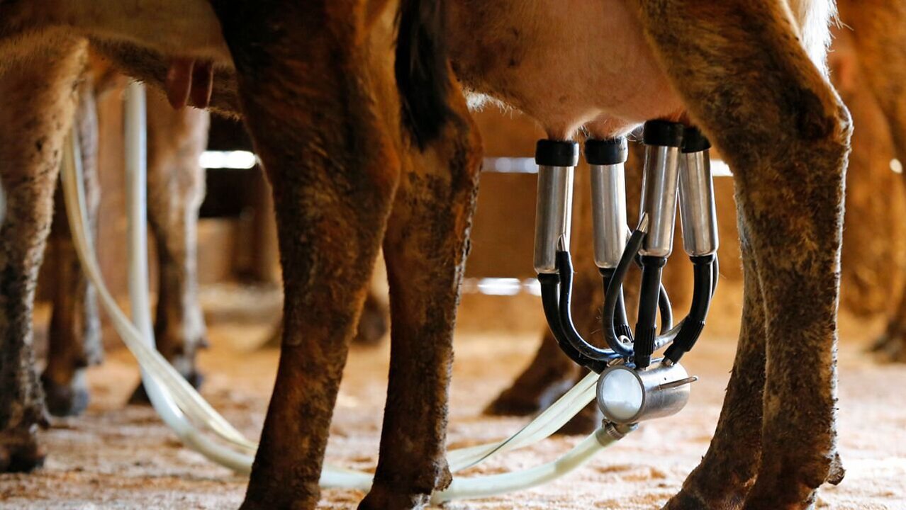 Raw Milk Outbreak Sickens 21 People in Florida
