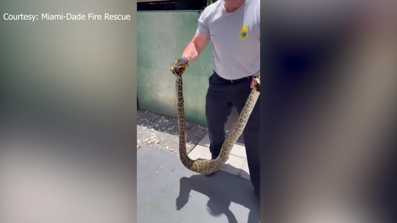 Firefighters Remove Giant Python from Florida Home