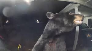 Bear Attack Caught on Doorbell Camera in Florida