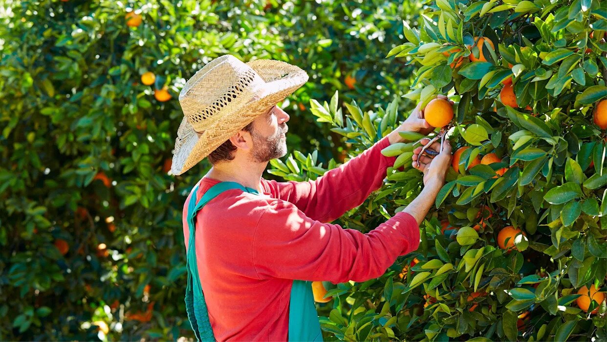 Florida Citrus Growers Welcome New Federal Rule