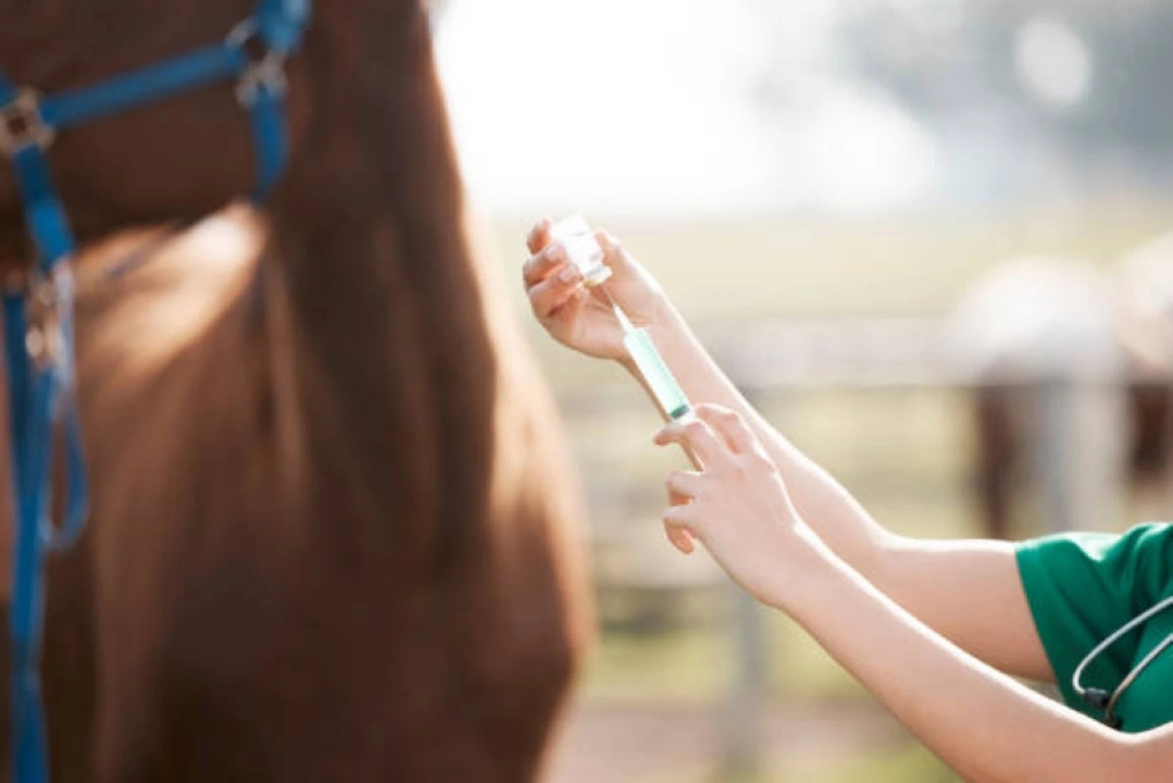 Florida Authorizes Veterinary Use of Xylazine