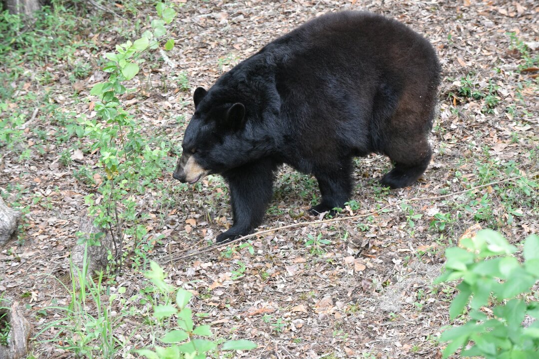 Florida Bear Hunt Permits to Be Issued by Lottery