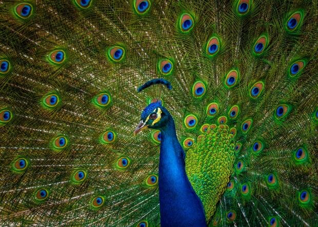 Florida Man Accused of Killing and Eating Pet Peacocks
