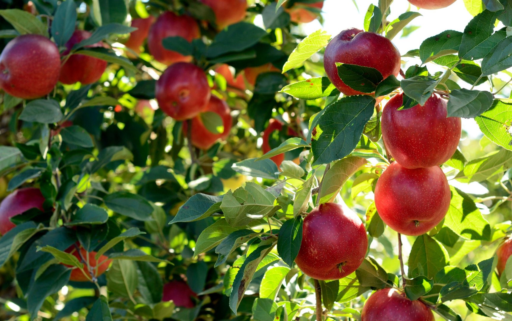 Washington Halts Surface Water Use in Yakima Basin Amid Record Drought, Farmers Brace for Impact