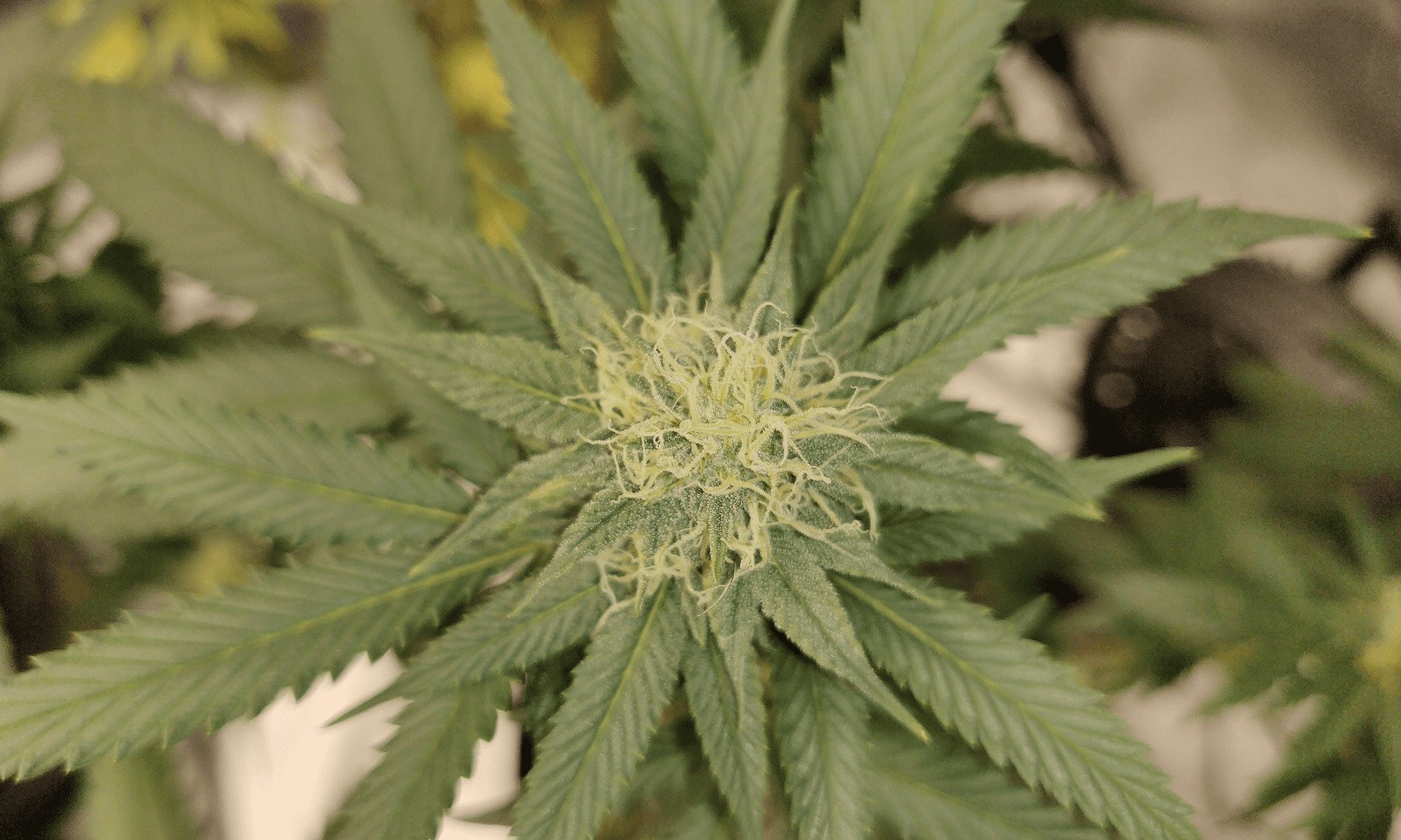 Senate Confirms Trump’s Drug Czar Nominee Who Backs Medical Marijuana as Rescheduling Decision Nears