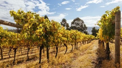 Australian Wine Export Earnings Slide as Demand Falls in China and United States