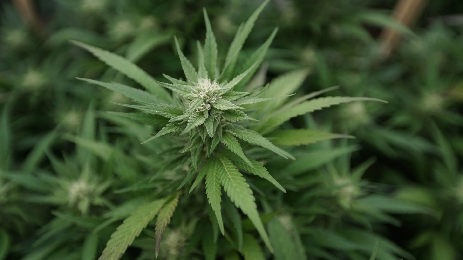 Washington Lawmakers Renew Push to Legalize Home Marijuana Cultivation Despite Police Resistance