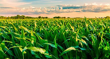 U.S. Corn Industry Showcases Quality and Reliability to Saudi Market