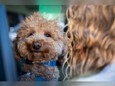 Abandoned Dog at U.S. Airport Finds Home With Responding Police Officer