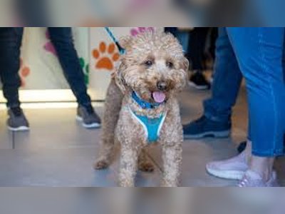 Abandoned Dog at U.S. Airport Finds Home With Responding Police Officer