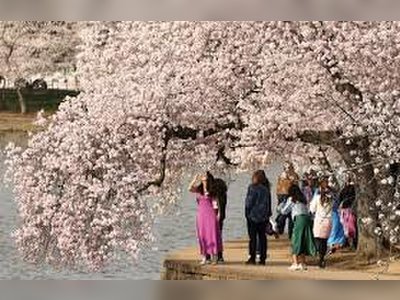 Washington’s Cherry Blossoms Reach Peak Bloom, Drawing Crowds to the Capital