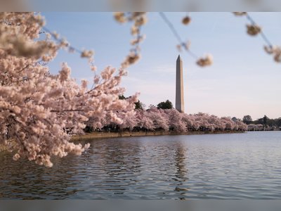 Washington’s Cherry Blossoms Reach Peak Bloom, Drawing Crowds to the Capital