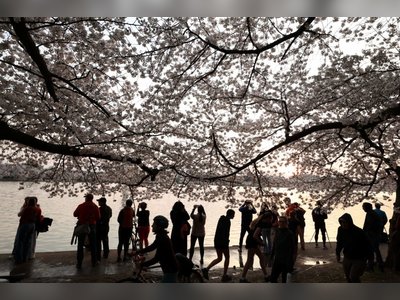 Washington’s Cherry Blossoms Reach Peak Bloom, Drawing Crowds to the Capital