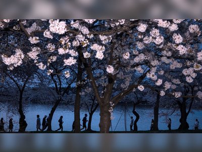 Washington’s Cherry Blossoms Reach Peak Bloom, Drawing Crowds to the Capital